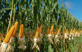 Image result for corn