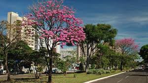 Resultado de imagem para Campo Grande Ms