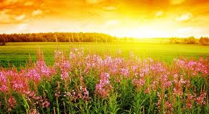 Image result for summer time
