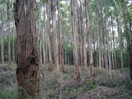 Image result for plantation audit