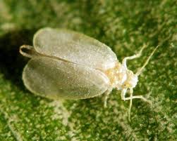 Ash whitefly ile ilgili görsel sonucu