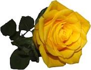 Gelbe Rose · Gelbe Rose
