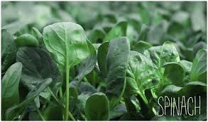 Image result for health benefits of longevity spinach