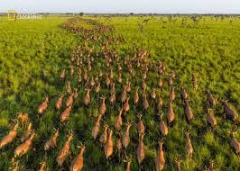 その数なんと600万頭、南スーダンで明らかになった世界最大の動物の移動に迫る脅威（ナショナル ジオグラフィック日本版）