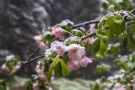 Gärtner aufgepasst! - Erster Wettertrend: So kalt werden die Eisheiligen