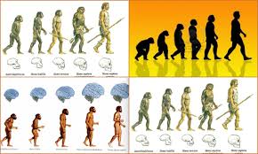 Resultado de imagen para imagenes evolucion humana