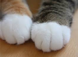 「猫 おもしろ」の画像検索結果