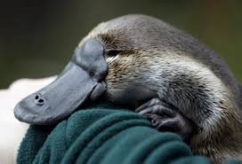 [Image: images?q=tbn:ANd9GcSvdjcvDuefymxvVVnZcZJ...QVo3_HWLCQ]