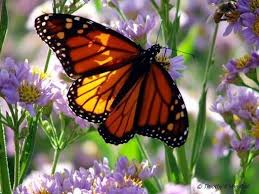 MONARCH BUTTERFLY QUOTES ~ QUOTEZON via Relatably.com