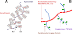 Glykosaminoglykane und proteoglykane