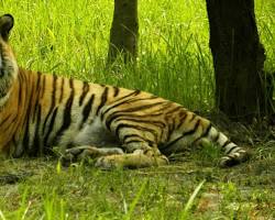 Image of Royal Bengal Tiger in the Sundarbans Biosphere Reserve