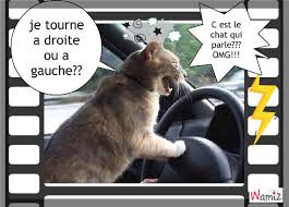 Résultat de recherche d'images pour "photo de chat qui parle"