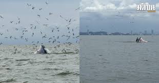 พบฝูงวาฬบรูด้ากว่า 10 ตัว! อวดโฉมหากินใกล้หาดบางแสน ชลบุรี - Imagen principal del artículo