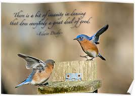 Best 21 stylish quotes about bluebird photo English | WishesTrumpet via Relatably.com