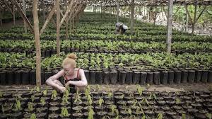 À Madagascar, une série d’attaques contre des personnes albinos ravive la peur