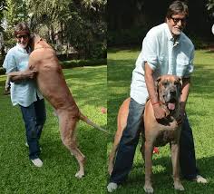 Big B's dog Shanouk