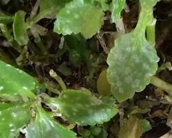 powdery mildew on a kalanchoe plant