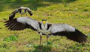 Image result for masked lapwing