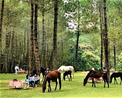 Gambar Menunggang kuda di Jungle Milk