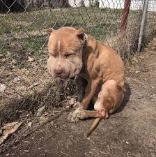 Injured dog rescued and finds hope
