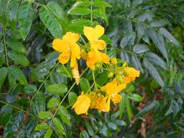Image result for wild senna