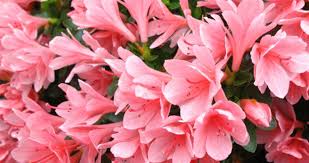 Image result for Azalea azaleas