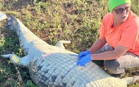 Hotel Owner Believed Eaten by Crocodile After Flood