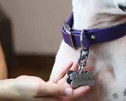 person attaching a keychain to a dog's collarの画像