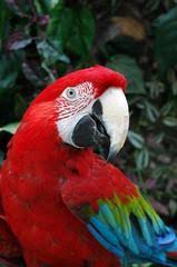 Image result for baby macaw parrot for sale