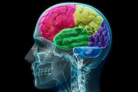 Image result for brain