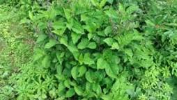 Image result for Anticancer herbs shrubs