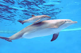 Image result for dolphin