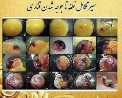 تصویر مراحل جوجه شدن قناری روز هفتم تا دهم