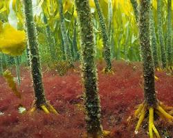 Image of Red algae in kelp forests