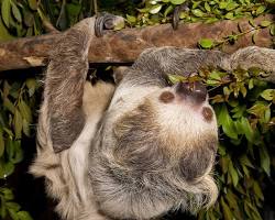 Image of San Diego Zoo sloth