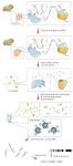 Chromatin immunoprecipitation