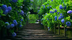 Image result for nature