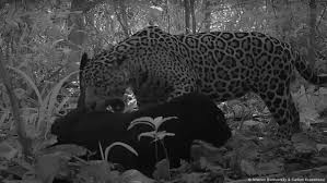 ¡Sorprendente! Captan apareamiento de jaguar negro y aumenta su población