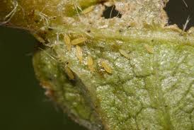 thrips ile ilgili görsel sonucu