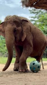 Mittagsschläfchen - bitte nicht stören! 🐘❤️ 🎥: Elephant Nature Park # Elefanten # salzburgforelephantsforever #ethicaltourism #saveelephants | Salzburg for Elephants Forever | Facebook
