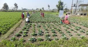 Image result for tourism in agriculture science in chitwan