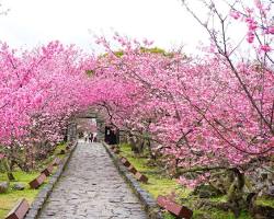 Cherry Blossoms in Okinawaの画像