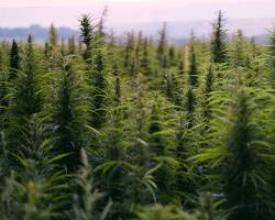 hemp field during sunrise