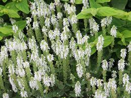 Garten-Blüten-Salbei Adrian - Salvia nemorosa Adrian günstig aus ...