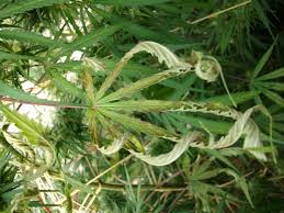 Resultado de imagen de hemp streak virus