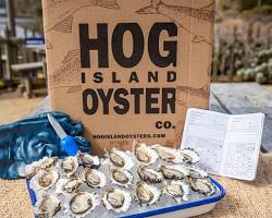 Image of Hog Island Oysters