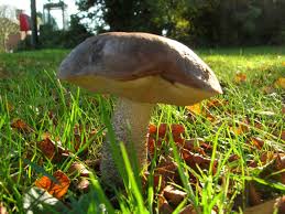 Image result for bolete mushrooms