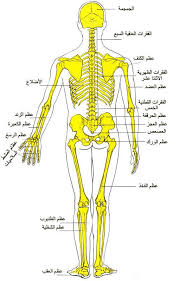 نتيجة بحث الصور عن اجهزة الجسم