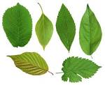 Image result for leaf