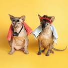 Brain Magazine - Page Pute - Ce chat ce hros